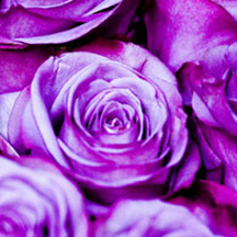 自动攻击网站工具下载